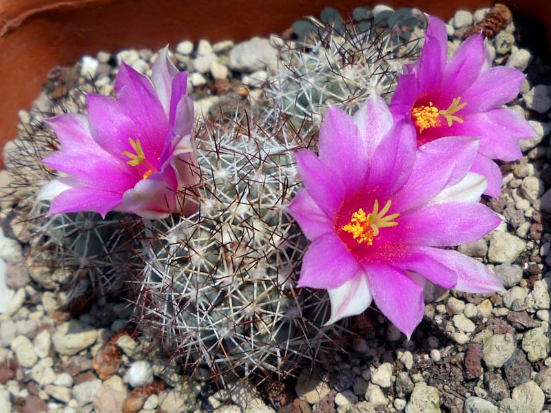 Mammillaria schumannii v. globosa 