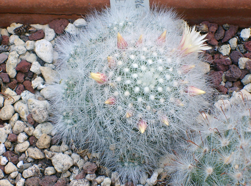 Mammillaria schwarzii 