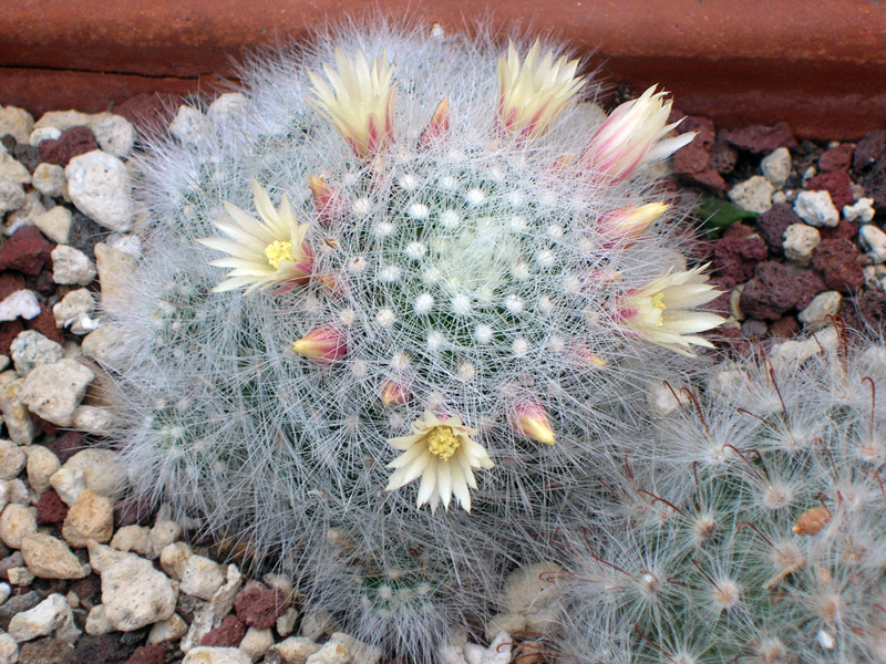 Mammillaria schwarzii 