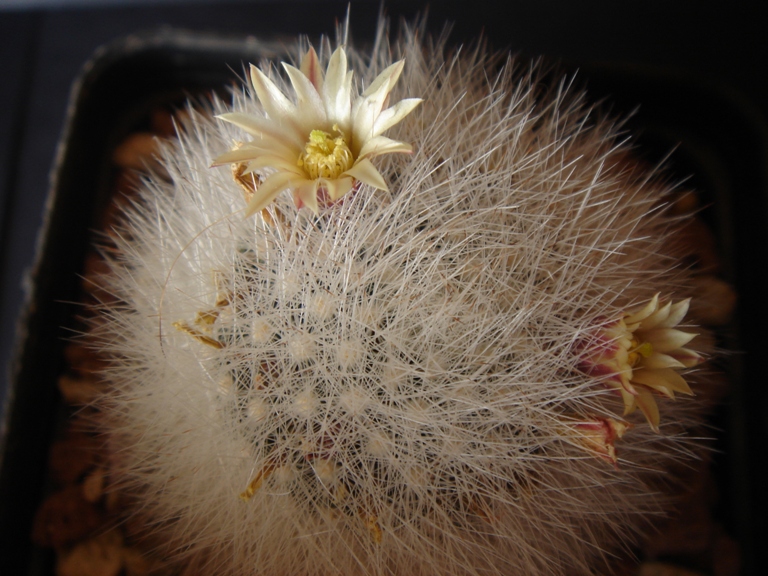 Mammillaria schwarzii 