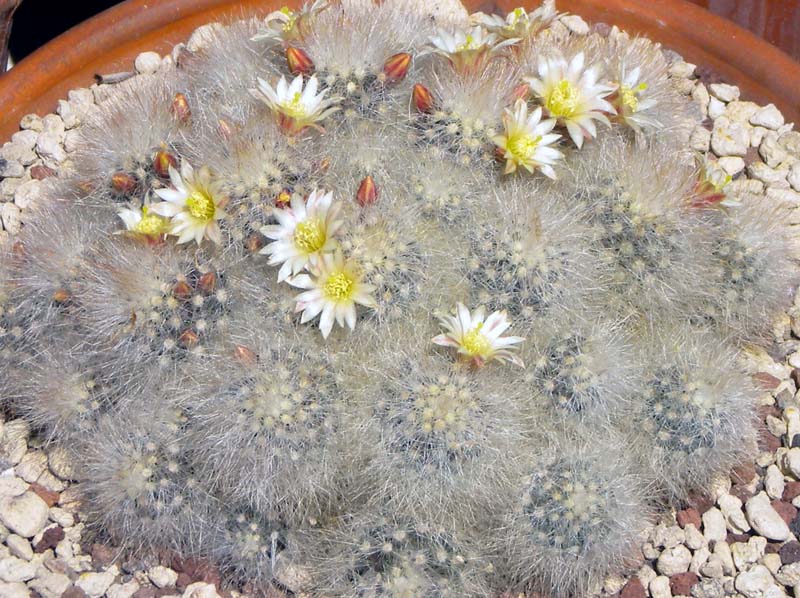 Mammillaria schwarzii 