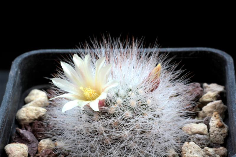 Mammillaria schwarzii MG 886