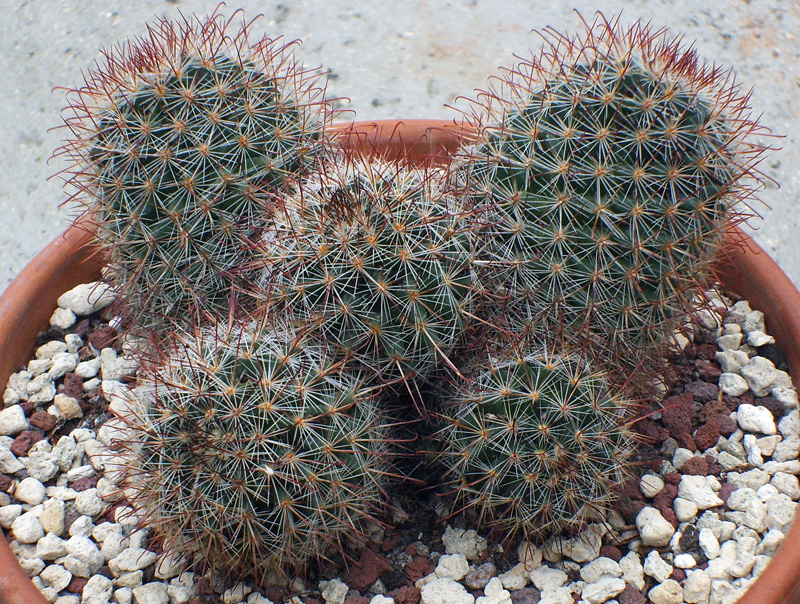 Mammillaria duoformis 