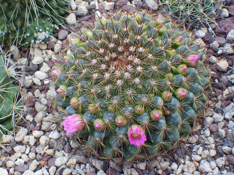 Mammillaria sp.  