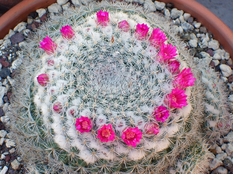 Mammillaria haageana ssp. elegans 