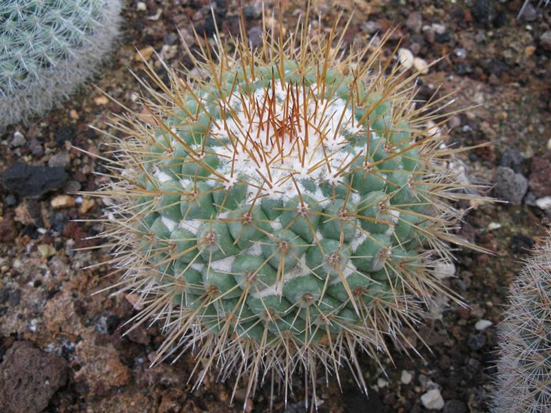 Mammillaria scrippsiana 