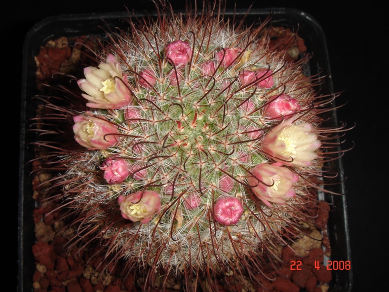 Mammillaria seideliana 