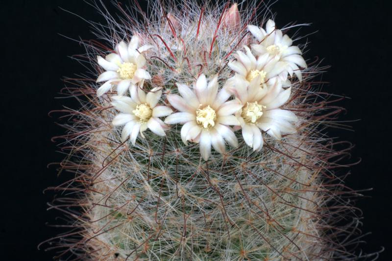 Mammillaria seideliana 