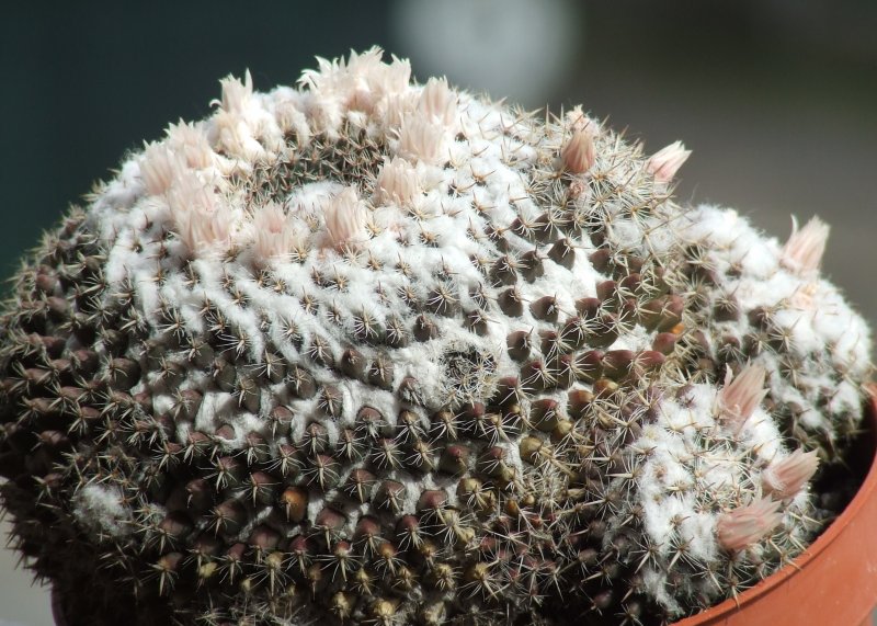 Mammillaria sempervivi 
