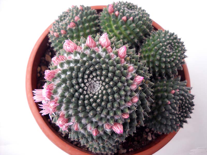 Mammillaria sempervivi 