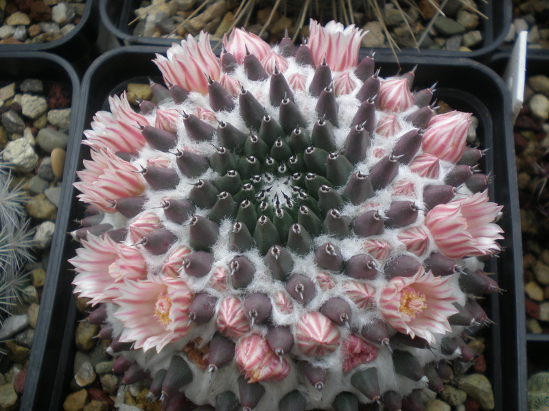 Mammillaria sempervivi 