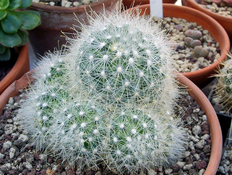 Mammillaria senilis 