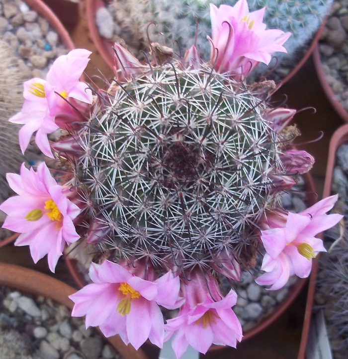 Mammillaria sheldonii 