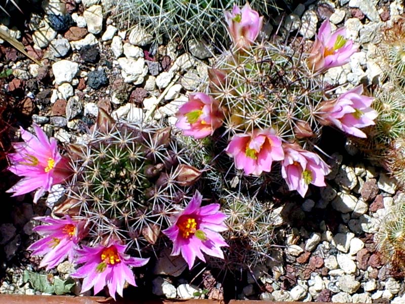 Mammillaria sheldonii 