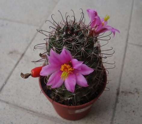  mammillaria sheldonii 
