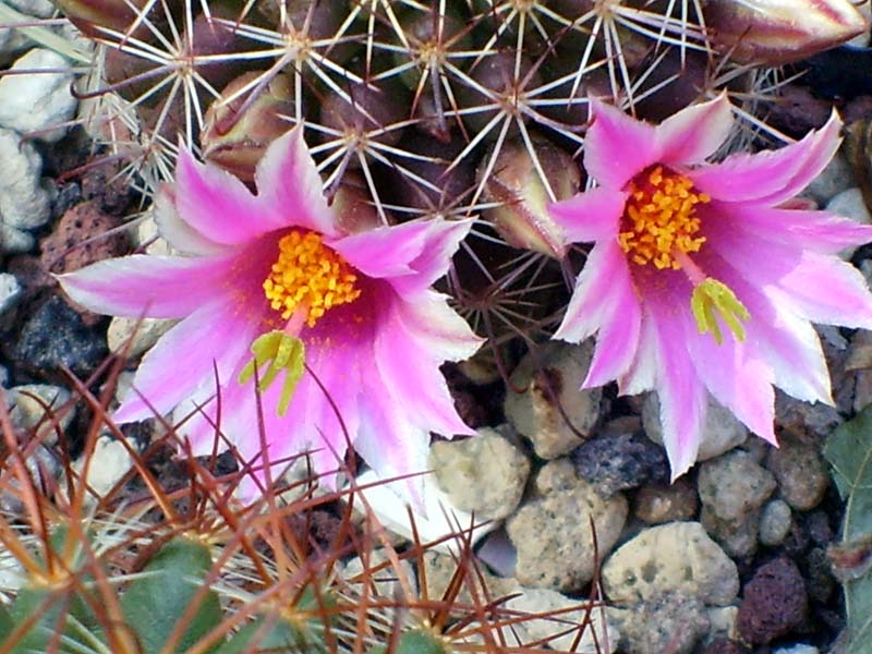 Mammillaria sheldonii 