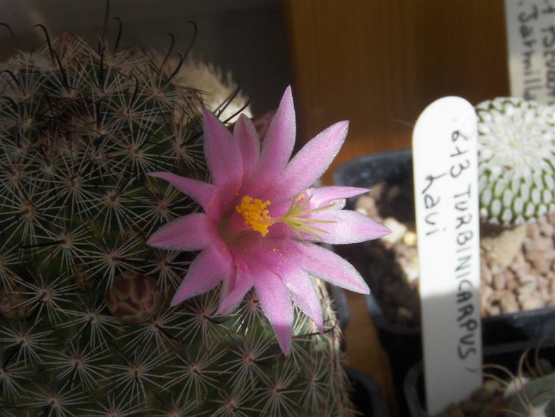 Mammillaria sheldonii 