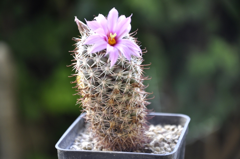 Mammillaria schumannii 