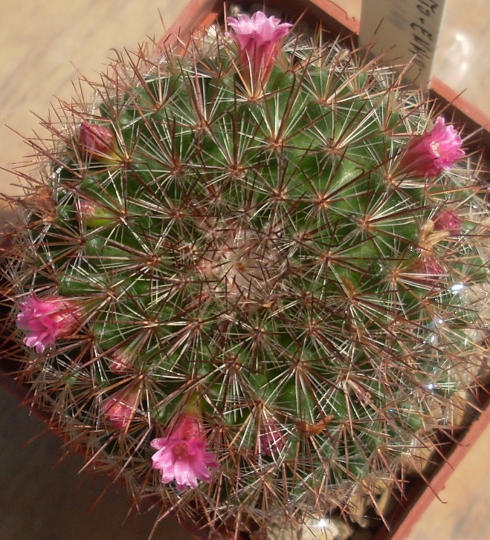 Mammillaria silvatica 