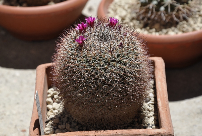 Mammillaria sinforosensis ROG713