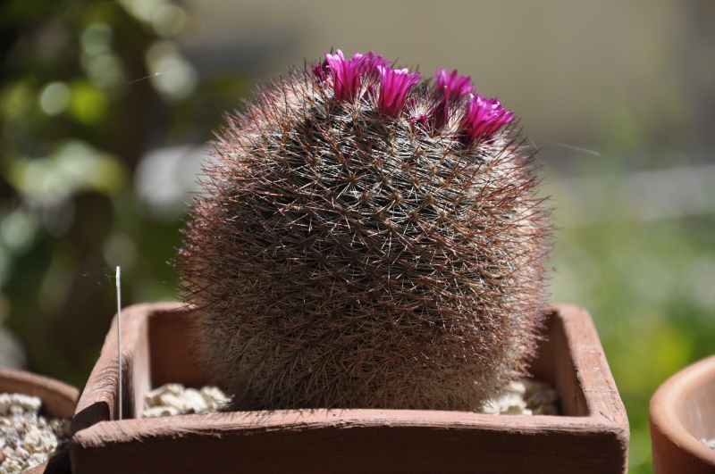 Mammillaria sinforosensis Rog 713