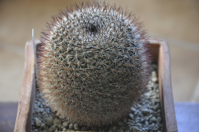 Mammillaria sinforosensis ROG 713