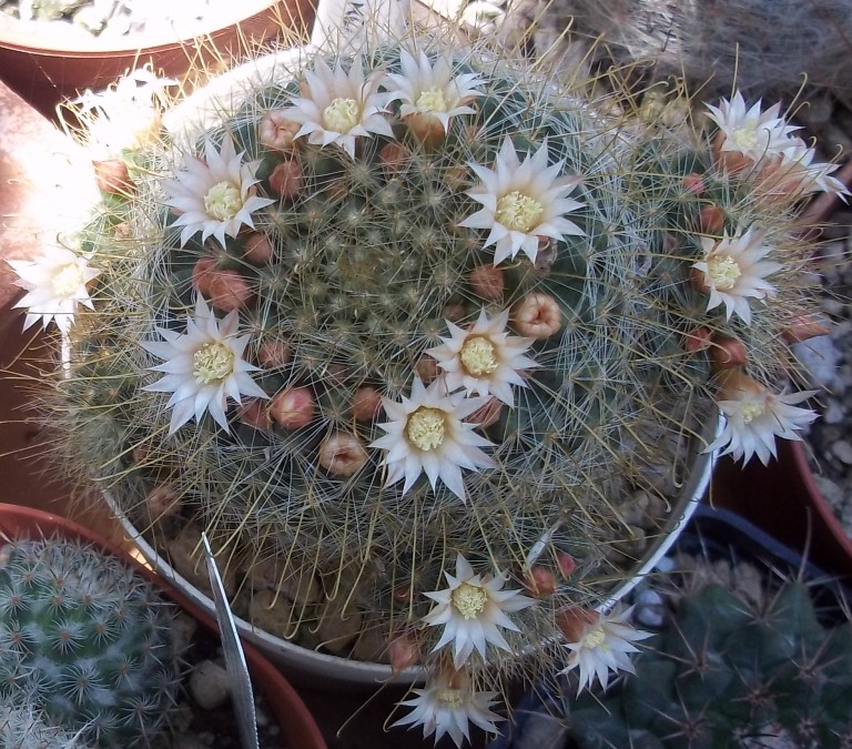 Mammillaria sinistrohamata 