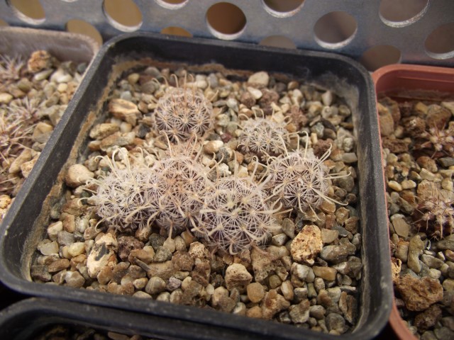 Mammillaria sinistrohamata TL 84