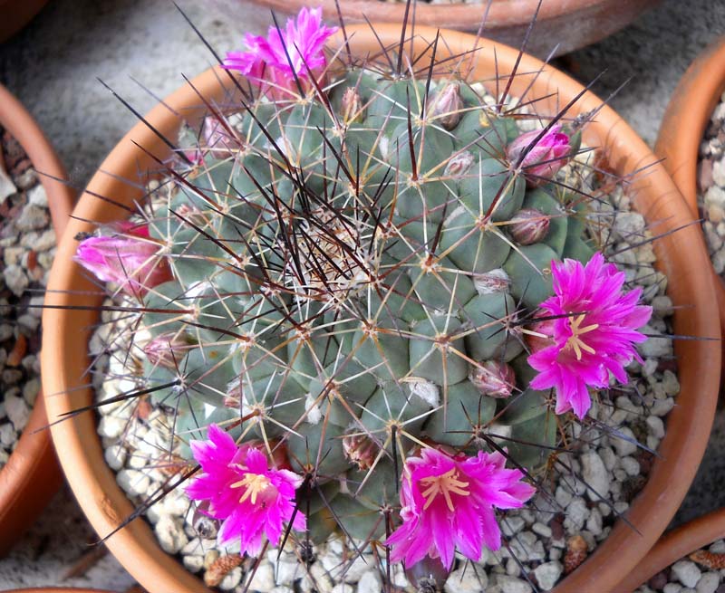 Mammillaria sonorensis 