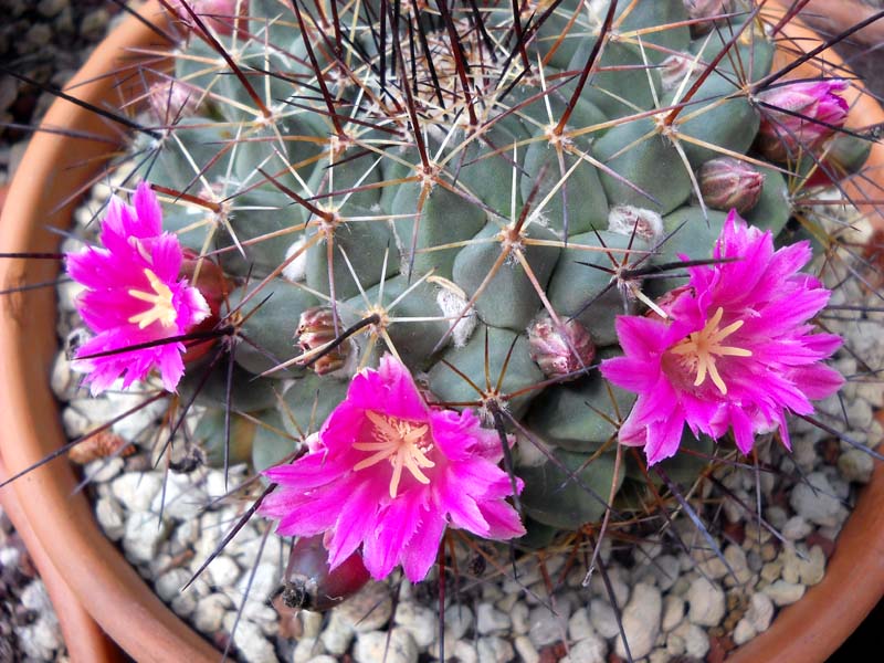 Mammillaria sonorensis 