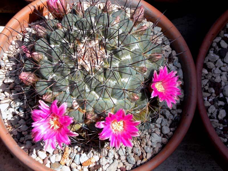 Mammillaria sonorensis 