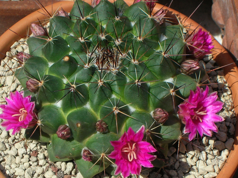 Mammillaria sonorensis 