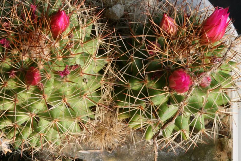 Mammillaria sp 