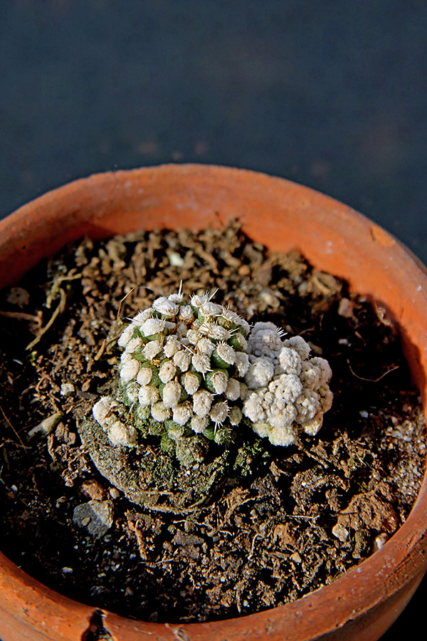 Mammillaria  