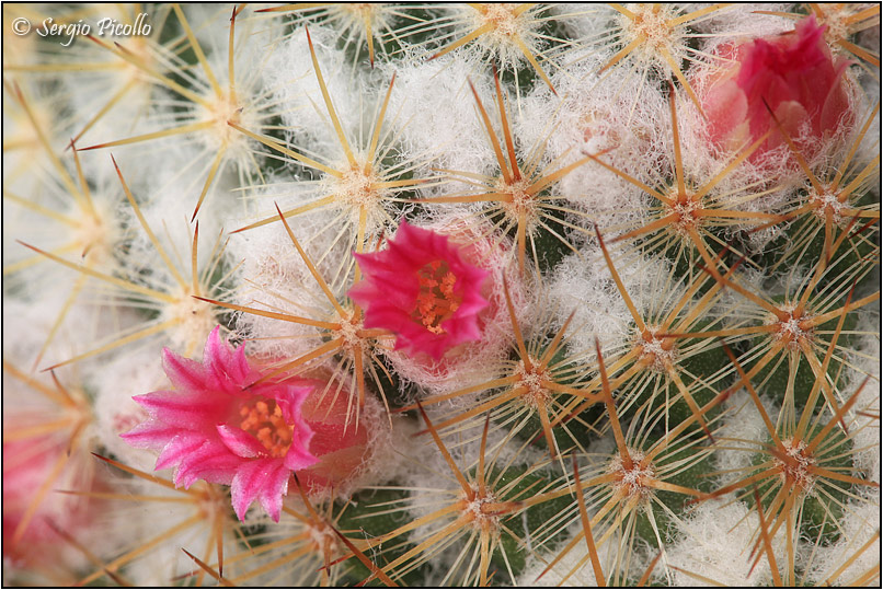 Mammillaria columbiana 