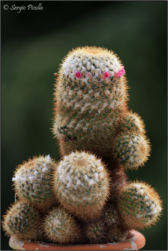 Mammillaria columbiana 