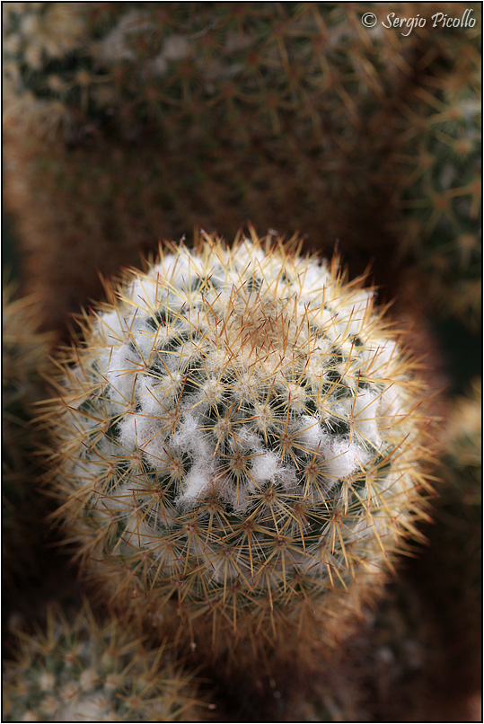Mammillaria columbiana 