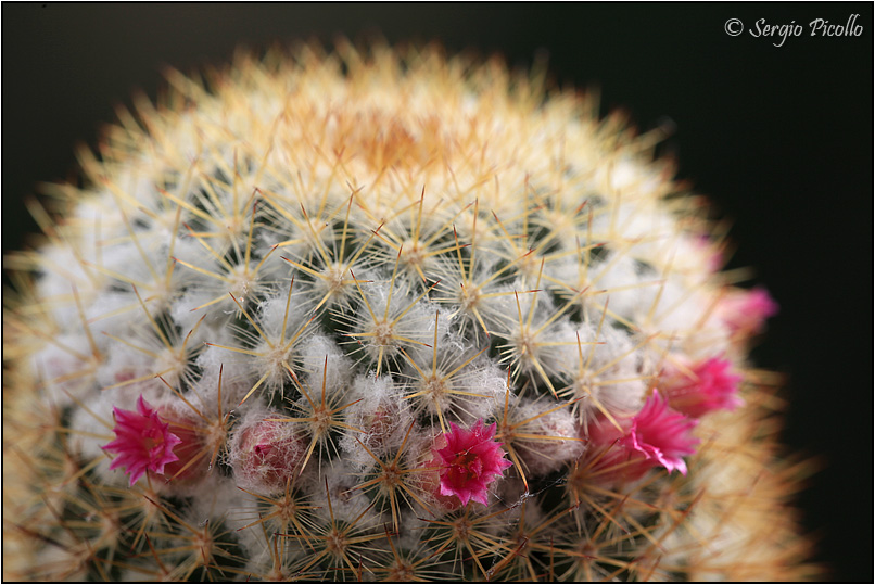 Mammillaria columbiana 