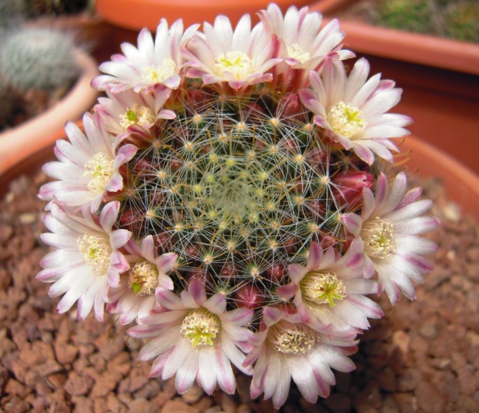 Mammillaria sp.  