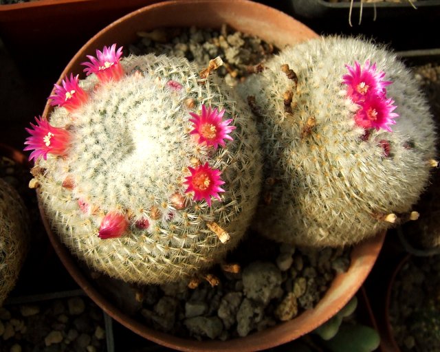 Mammillaria sp  