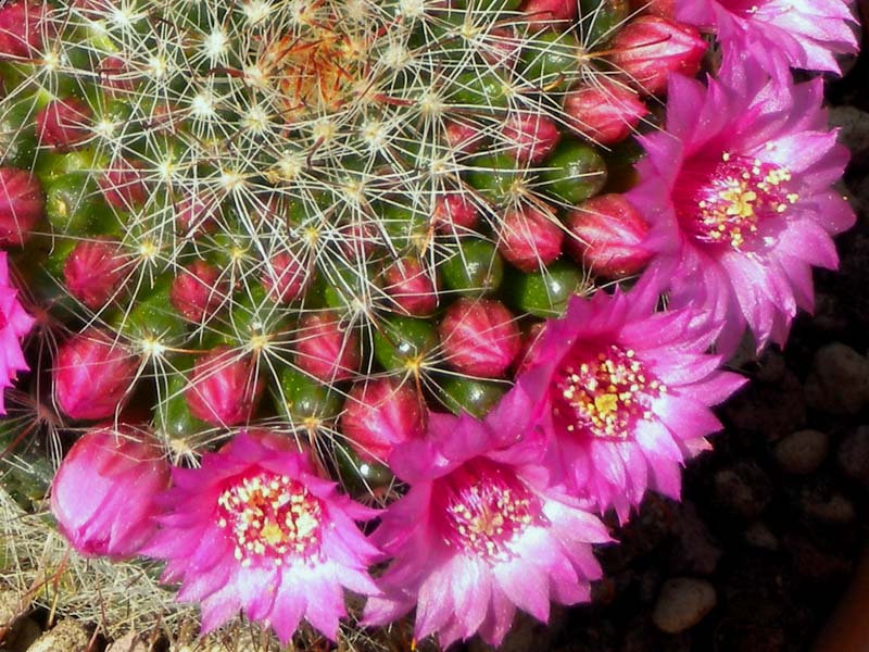 Mammillaria zeilmanniana 