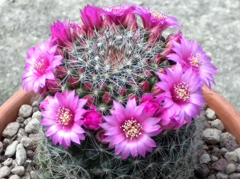 Mammillaria sp.  