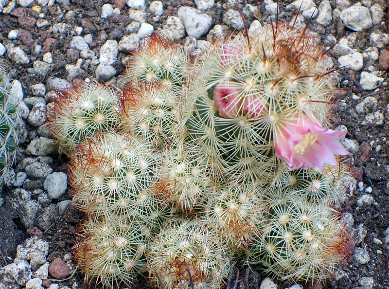 Mammillaria elongata 