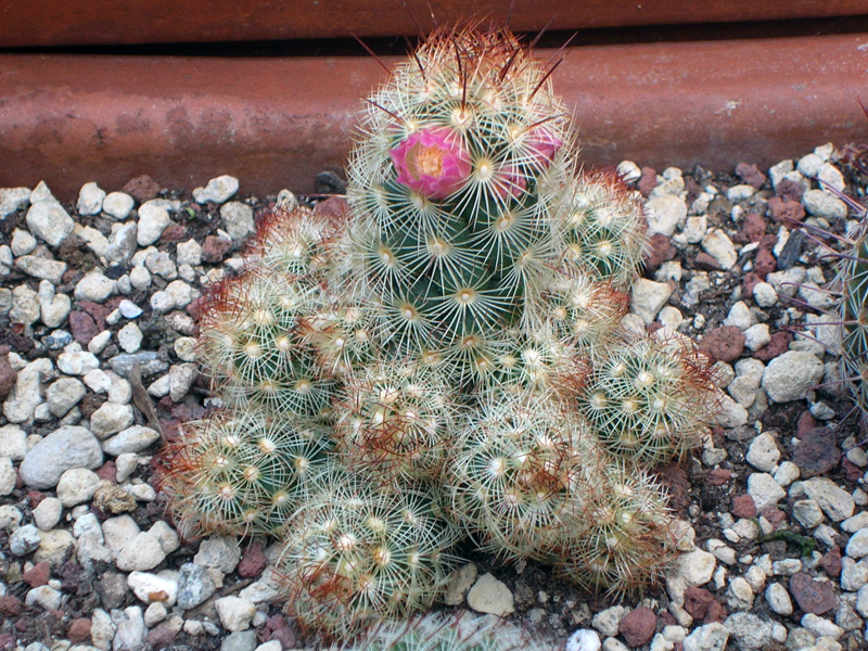 Mammillaria elongata 