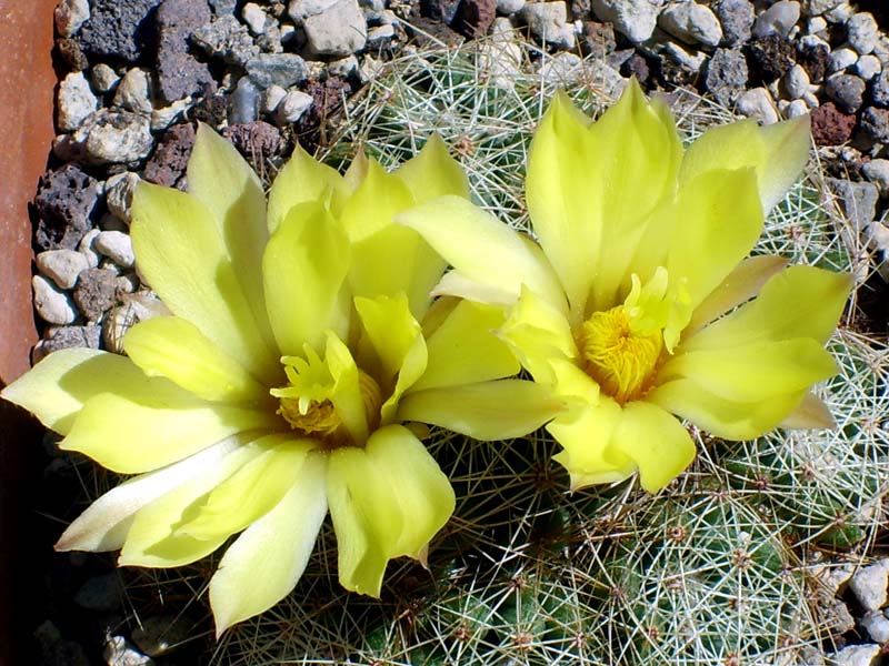 Mammillaria sphaerica 