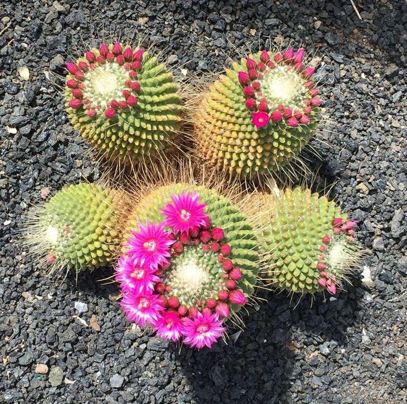 Mammillaria spinosissima cv. un pico 