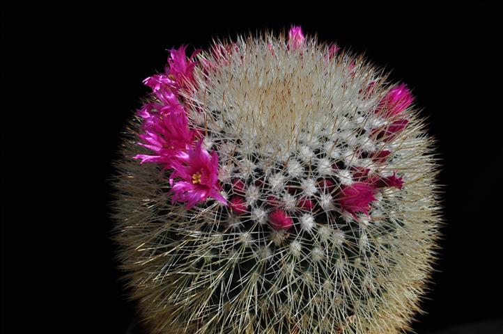 Mammillaria spinosissima 