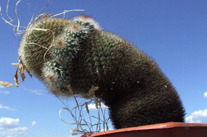 Mammillaria spinosissima 