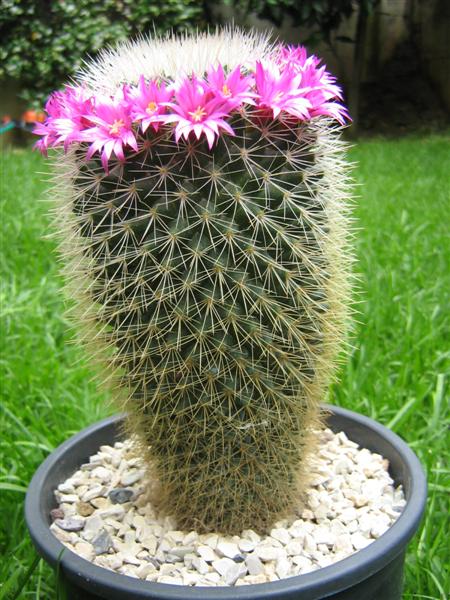 Mammillaria spinosissima 