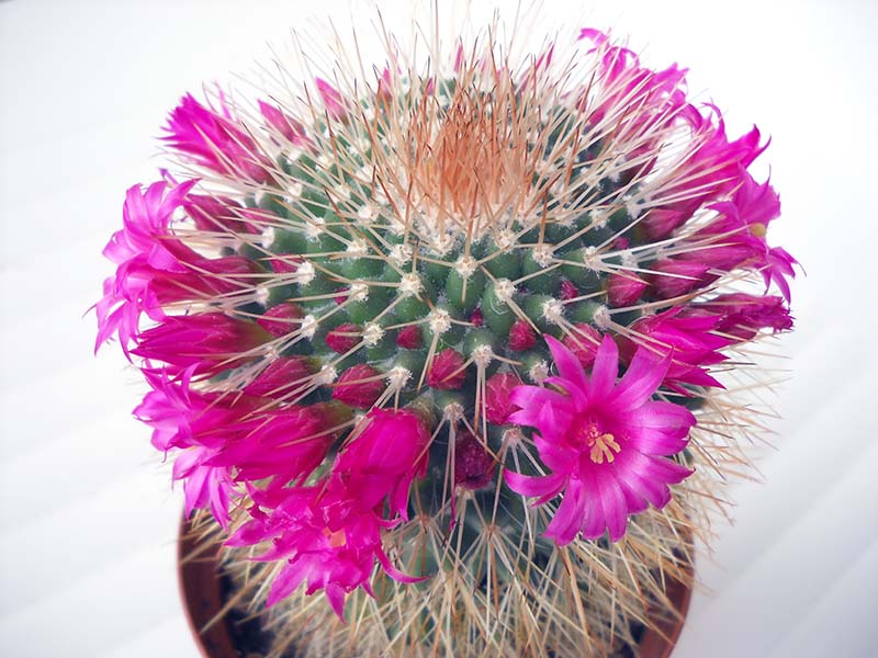 Mammillaria spinosissima 